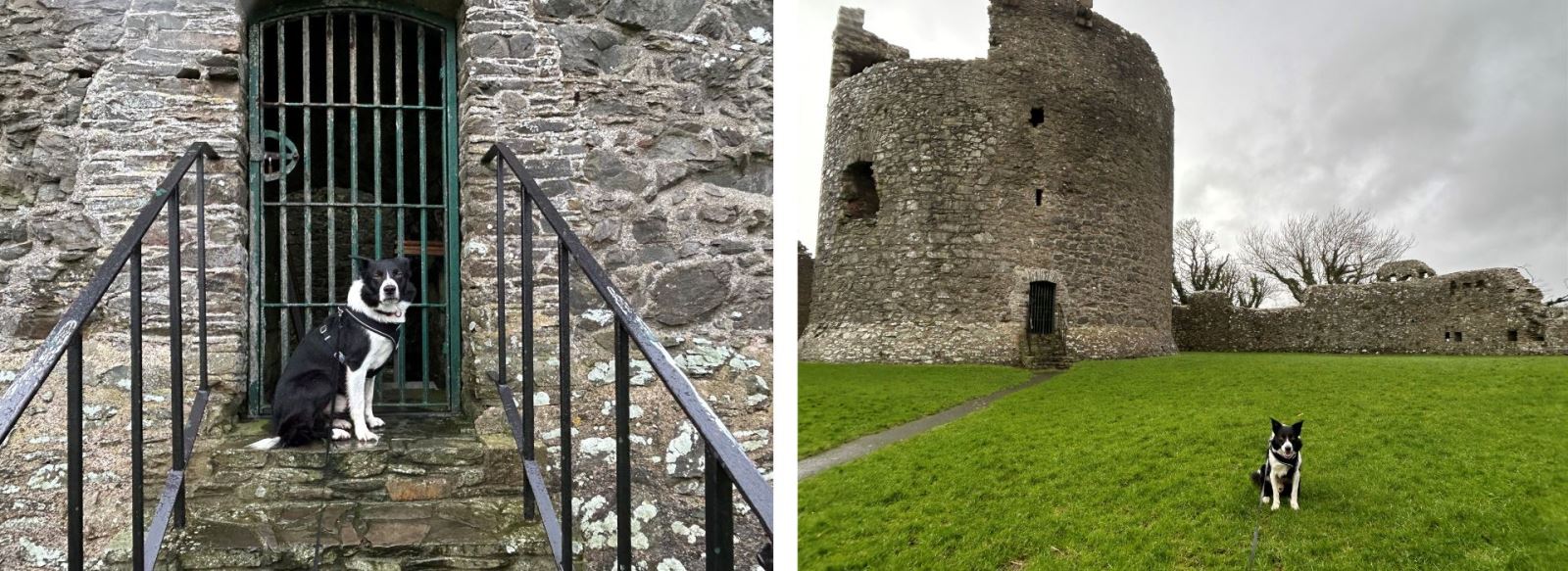 Guest Blog: A Dog Walker's Delight - Strolling Around Dundrum Castle ...